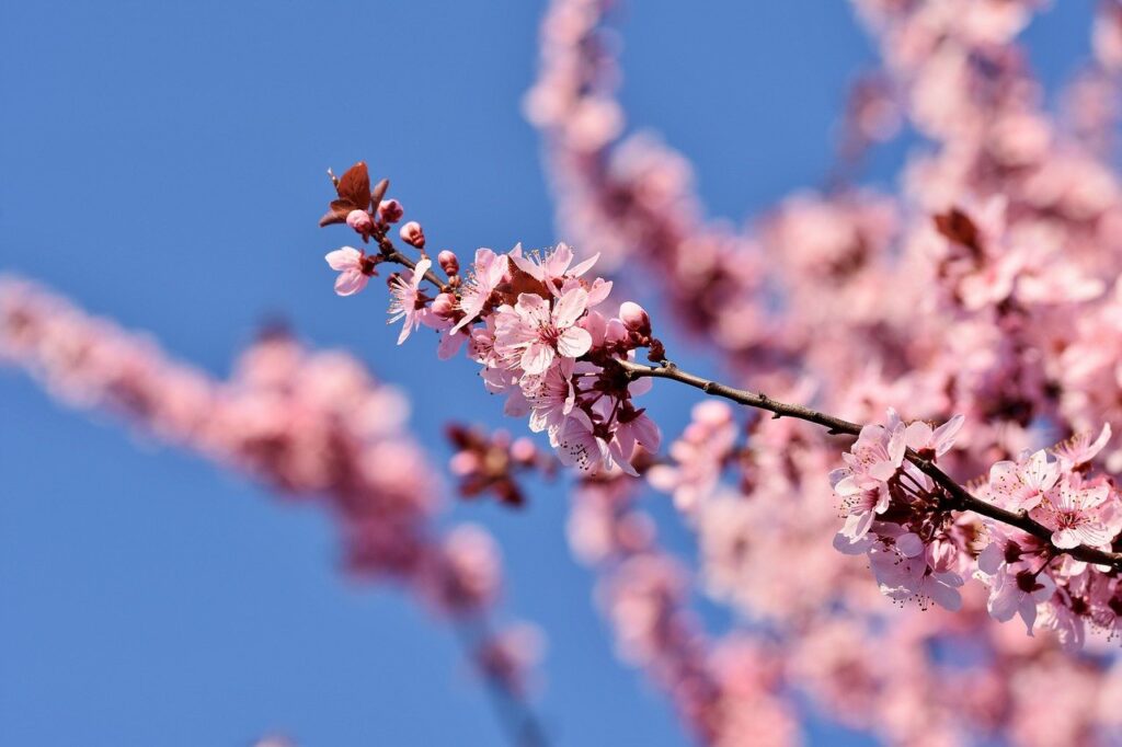 cherry blossoms, tree, branch-7766587.jpg