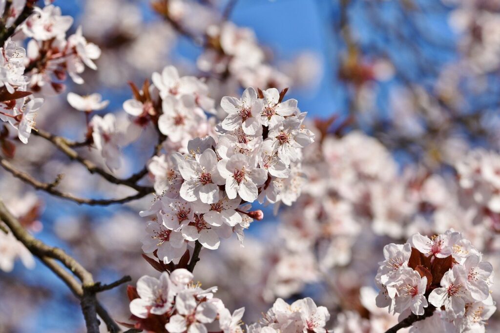 cherry blossoms, tree, ornamental cherry-7766588.jpg