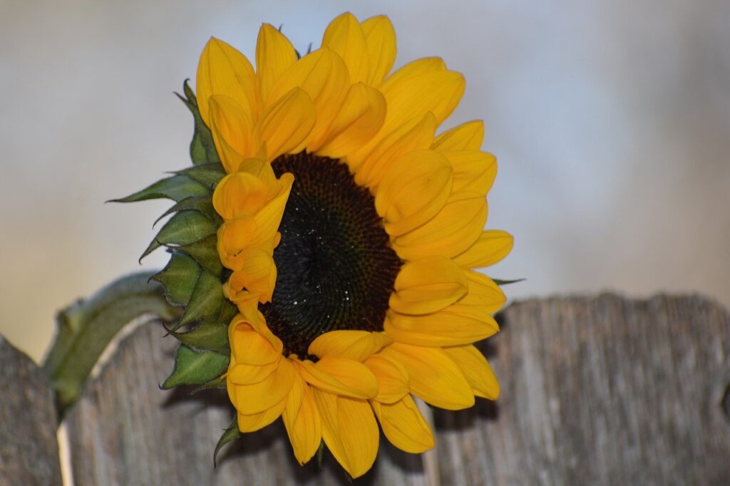 flower, sunflower, bloom-7766511.jpg